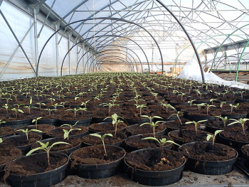 Sutra u Nevesinju podjela rasada za plasteničku proizvodnju