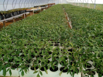 Agrarni fond završio podjelu rasada paprike i paradajza