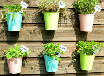 Savjeti za uspješno uzgajanje začinskog bilja