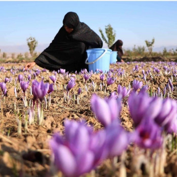 Šafran kao skupocjeni začin