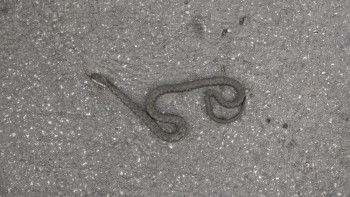 Šargan 'prošetao' Gackom