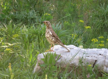  Na javnom uvidu Prijedlog odluke o proglašenju Parka prirode 'Orjen'