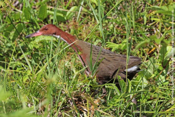 Bjelogrli pjetlić se pojavio... poslije 100.000 godina