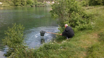 Порибљавањена  Горичког језера и ријеке Сушице