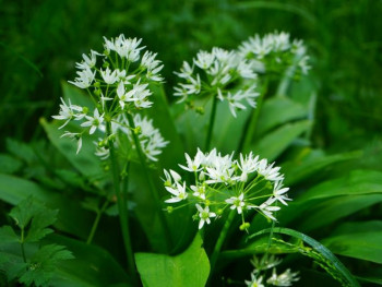 Уз љековито биље, Херцеговци направили посао и од сријемуша