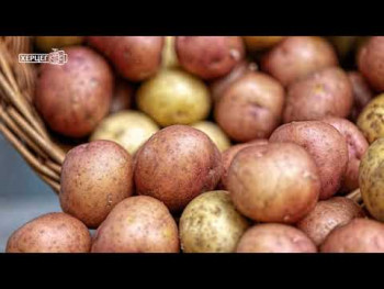 Nevesinje: Brendiranjem krompira do veće cijene i lakšeg plasmana (VIDEO)