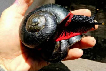 Ватрени пуж живи само на једном мjесту на планети