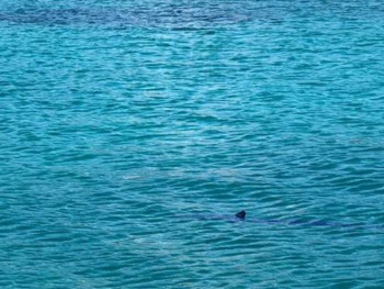 Морски пас снимљен у Дубровнику