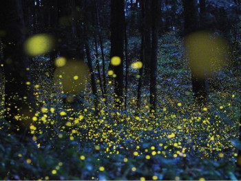 Тиха апокалипса: Свици више не свијетле, 'угасили' су их људи
