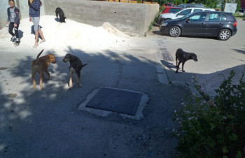 Gacko: Građani od nadležnih traže rješenje za pse lutalice