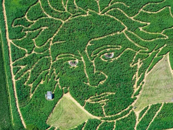 Њемачки фармери направили портрет Бетовена на пољу сунцокрета