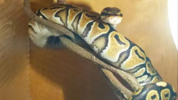 Побjегао краљевски питон, потрага у Загребу