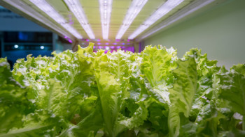 Podzemna farma u metrou dnevno proizvede 30 kg povrća