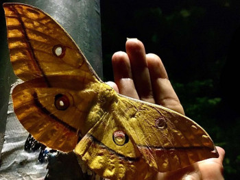 Лептир јапански свилорепац привлачи пажњу