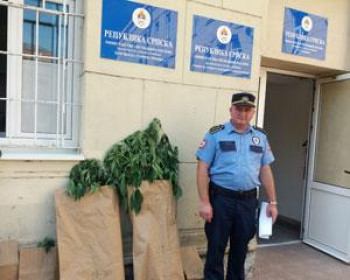 У Билећи пронађен засад индијске конопље