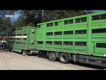 100 јуница за пољопривреднике у источној Херцеговини