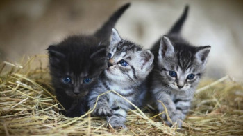 Virusolog: Neka istraživanja ukazuju da niko ko ima mačke nije oboleo