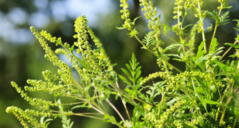 Građani da prijave ako primijete ambroziju