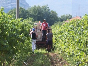 Hercegovačkim vinogradarima izostao očekivani prinos, ali ne i kvalitet 