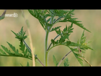 Nije evidentirano postojanje ambrozije na teritoriji Trebinja (VIDEO)