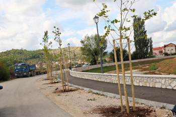 Posađeni platani na šetalištu uz Ćatovića krak
