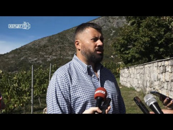 Vinarija Vukoje: Počela berba u Carskim vinogradima (VIDEO)