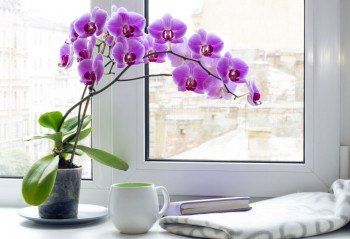 Hапитак  који ће препородити ваше орхидеје