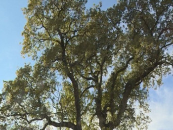 Љубиње: Легенда о зеленом храсту живи и данас 