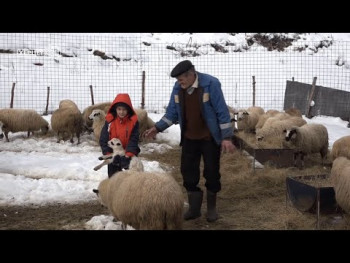 Стопама Предака : ОВЦЕ НА МЕТАЛИМА