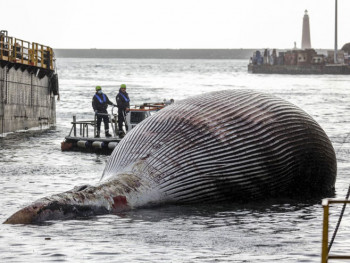 Pronađen uginuli kit, jedan od najvećih viđenih na Mediteranu 