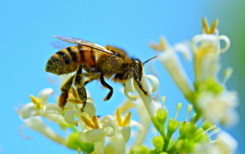 Пчеле нестају, научници забринути