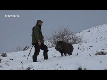 Стопама предака: Дивљи вепар као кућни љубимац (Видео)