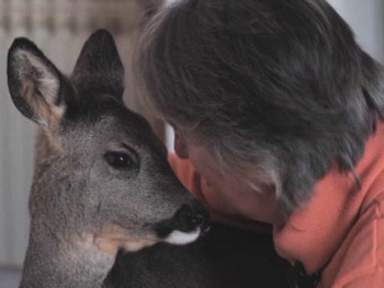 Srna Jelena ljubimac porodice Trifković