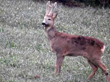 Prije šest godina spasili lane od pasa, Jelenko se sada rado vraća kući