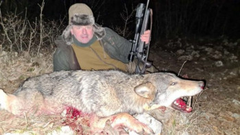 У Невесињу током комерцијалног лова одстријељен вук капиталац