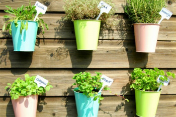 Љековите биљке које можете једноставно да гајите код куће