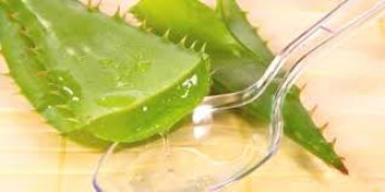 Благотворна дејства алоје вере