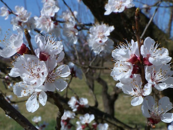 Danas i do 24 stepena