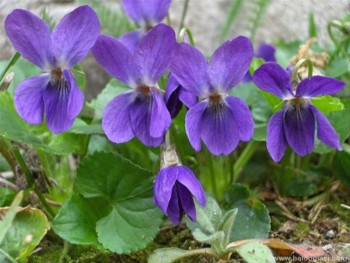 Ljubičica smiruje nerve i ublažava disajne tegobe