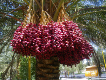 Datula, slatka supernamirnica