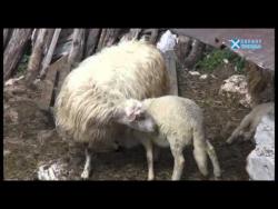 Живот као самовање међу границама (ВИДЕО)