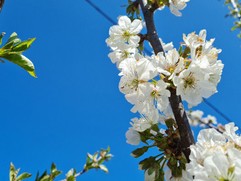 Сунчано и топло