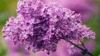 Jorgovan, simbol Vaskrsa nastao od Bogorodičinih suza