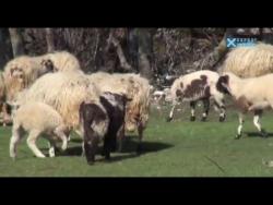 Земљом Херцеговом: Трновица (ВИДЕО)