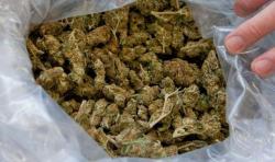 Копривица признао шверц марихуане