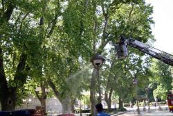 Почела хемијска заштита платана