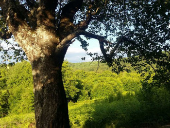 Danas oblačno, uveče pljuskovi