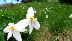 Најава: Почињу „Дани кошуте“