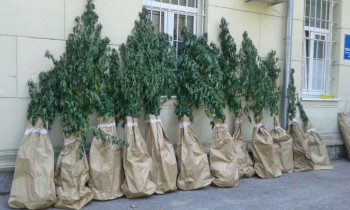 Пронађена још једна плантажа марихуане