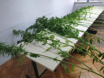 Пронађен засад индијске конопље